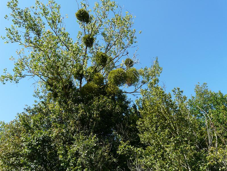 Sfeerbeelden Elzas 2011 (25).JPG